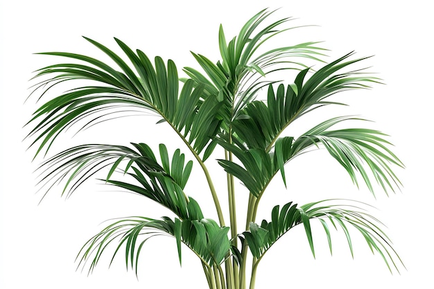 Kentia palm flower plant element realistic