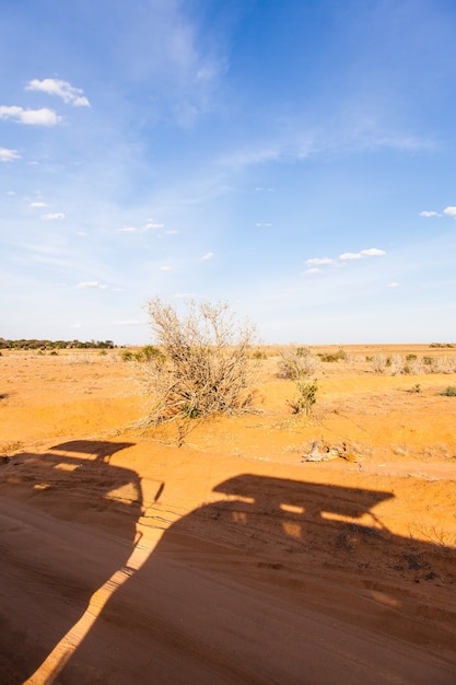 Kenya, Tsavo East National Park. Safari vehicles silhouettes on orange and blue panorama