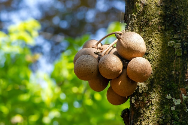 Kepel fruits or burahol (Stelechocarpus burahol), on the tree trunk, selected focus