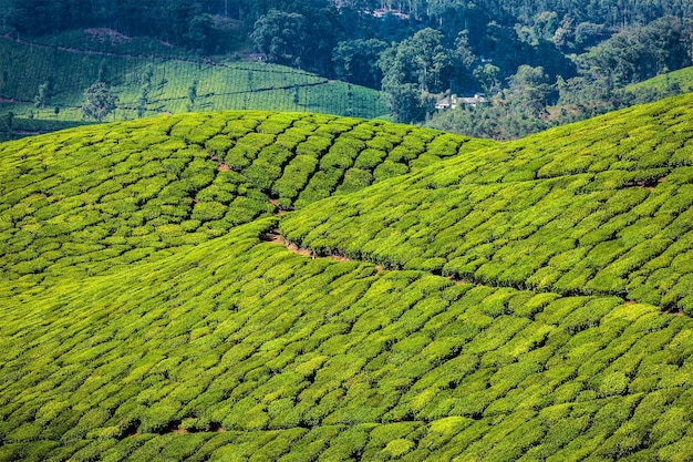 Kerala India travel background green tea plantations in Munnar Kerala India tourist attraction