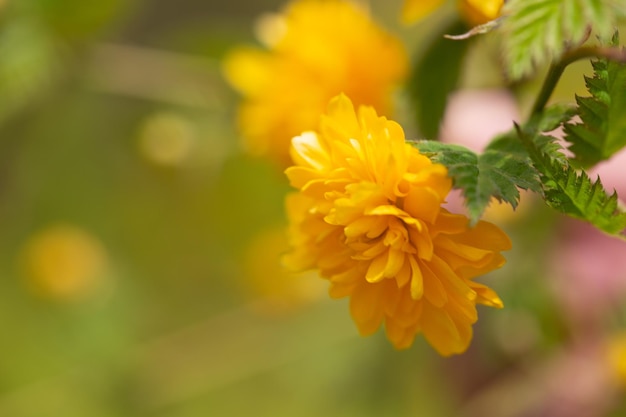 Kerria beautiful shrub with yellow flowers in spring