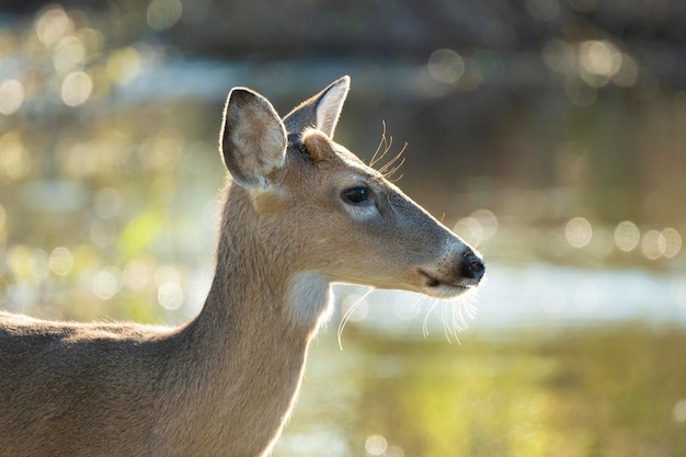 Key Deer in natural habitat in Florida state park