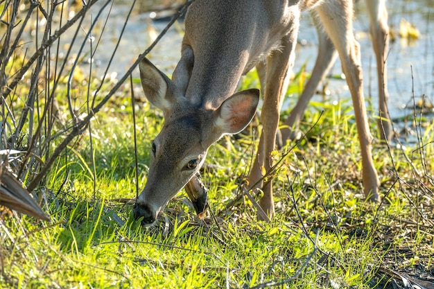 Key Deer in natural habitat in Florida state park