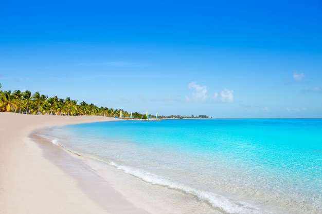 Key west florida Smathers beach palm trees US