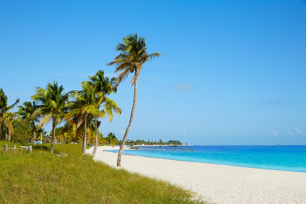 Key west florida Smathers beach palm trees US