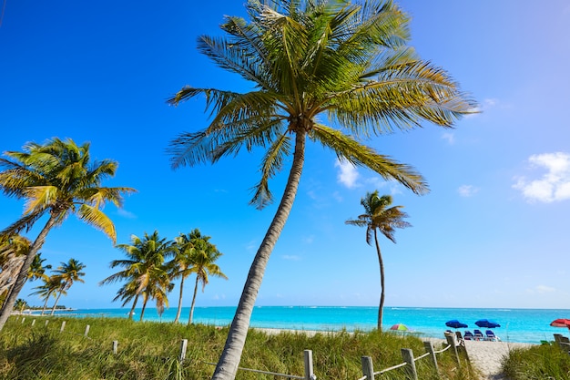 Key west florida Smathers beach palm trees US