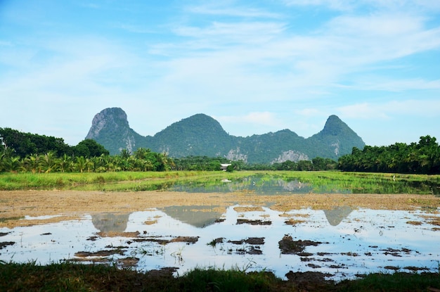 Khao Oktalu Mountain or The Hole Mountain with rice field and reflection on water in paddy at Phatthalung province of southern Thailand