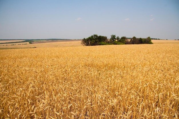 Kharkiv Ukraine Golden wheat ripens in an agricultural field where cereals are harvested Golden grain grains