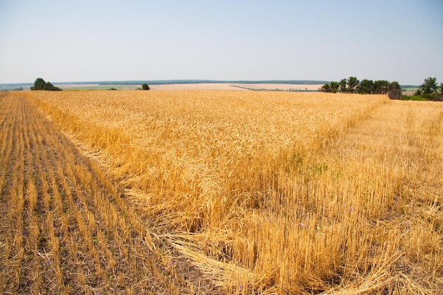 Kharkiv Ukraine Golden wheat ripens in an agricultural field where cereals are harvested Golden grain grains