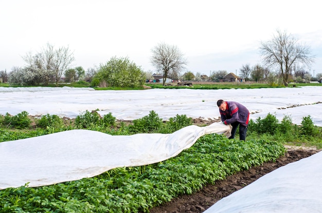 Kherson oblast Ukraine May 1 2021 Farmer covers a potato plantation with agrofibre before a cold night Hardening of plants Greenhouse effect for protection Opening of plants as it warms