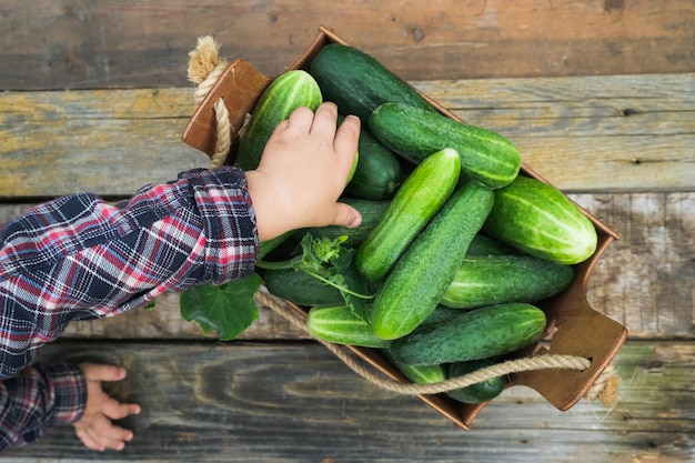 Kid eating fresh vegetables organic cucumbers Healthy food for toddler