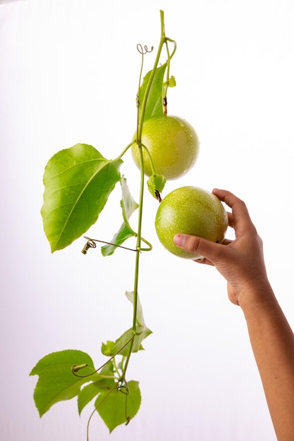 A kid hand plucking Green Passion fruit from vine with white textured backgroundisolated