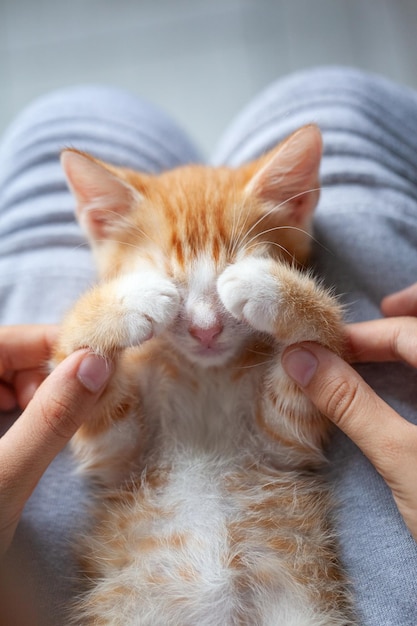 Kid play with ginger kitty child stroking the little paws of the pet Little handsome red kitten tired after an active game at home Friendship between kids and pets