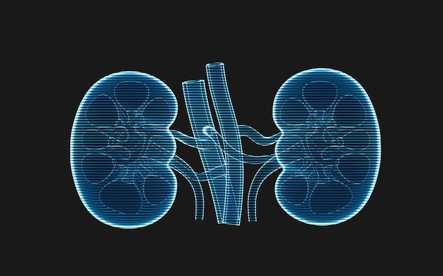 Kidney with holographic image effect 3d rendering 3D illustration