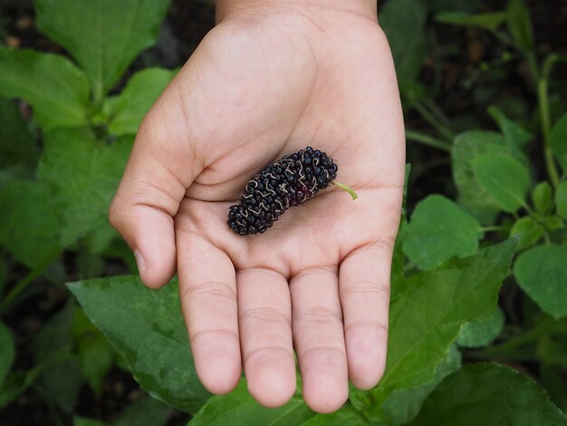 Kids hand holding mulberry fruit