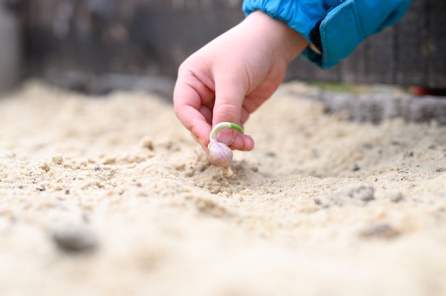 A kids hand planting a sprouted seed of garlic in a garden bed with sand