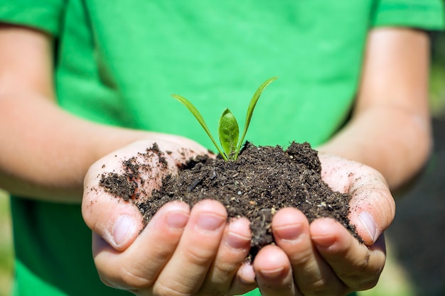 Kids hands hold soil with plants seedlings.Environment Earth Day. Save planet and New life concept. Child caring young green plant sprout leaf .