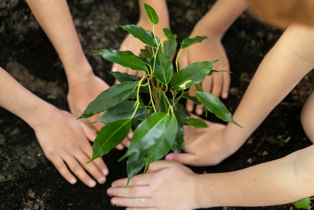 Kids planting together in the forest