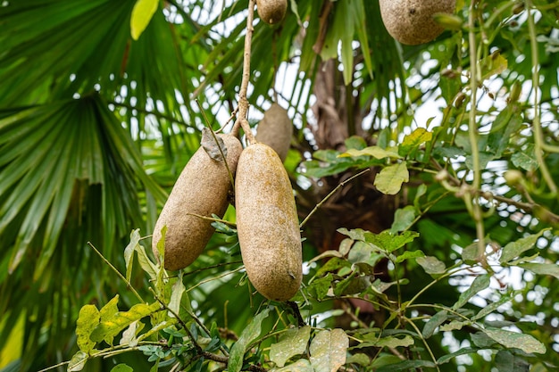 Kigelia is a genus of flowering plants in the family Bignoniaceae. Kigelia africana