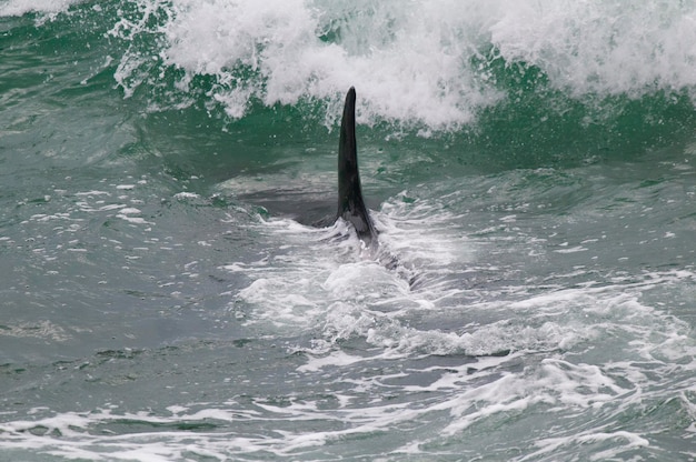 Photo killer whale hunting sea lions on the paragonian coast patagonia argentina