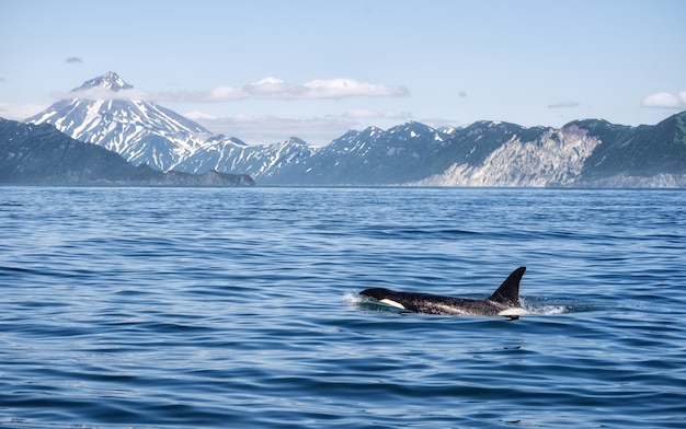 Killer whale off the coast of Kamchatka, Russia