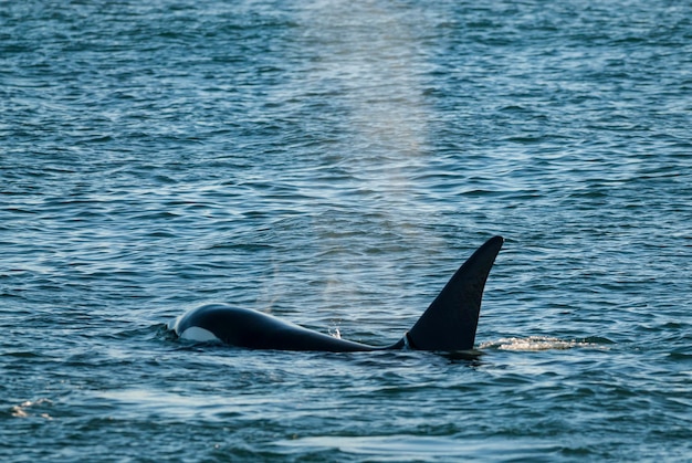 Photo killer whale orca hunting a sea lion pup peninsula valdes patagonia argentina