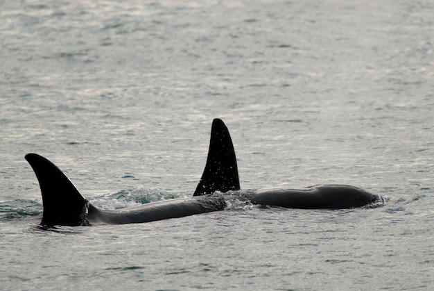 Photo killer whale orca hunting a sea lion pup peninsula valdes patagonia argentina