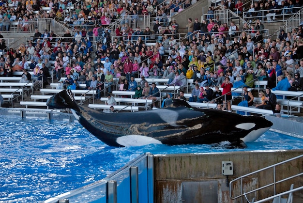 Killer whale during a show with a crowd of public in the background