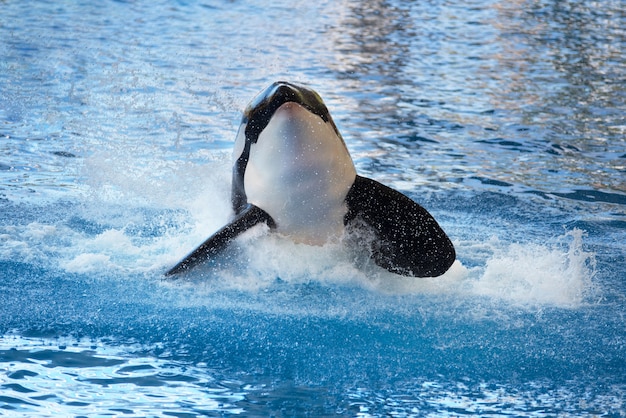 Killer whale splashing on the water 