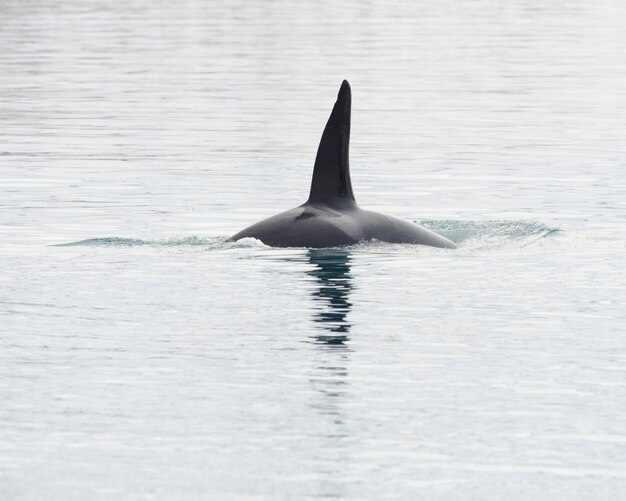 Photo killer whale swimming in sea