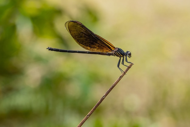 kind of dragonfly