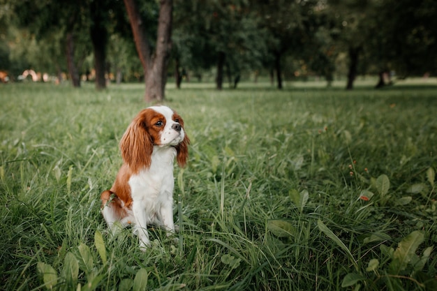 King Charles Spaniel puppy sits in the park on the green grass