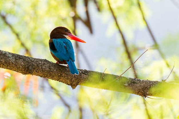 King fisher perched and posture