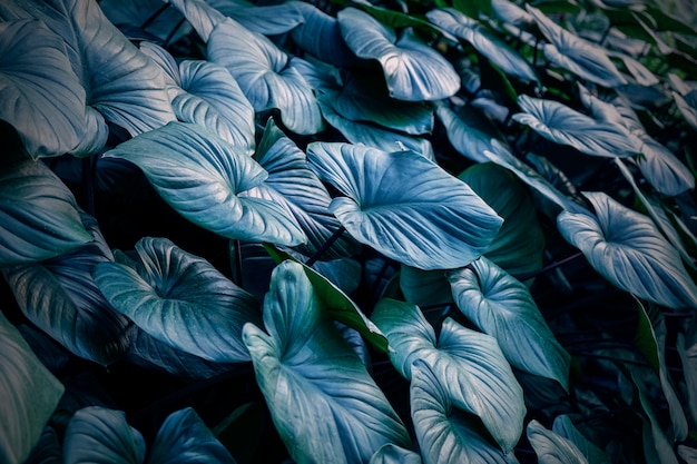 King of Heart in the garden Leaves