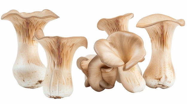 King Oyster mushroom or Eringi isolated on white background Set or collection