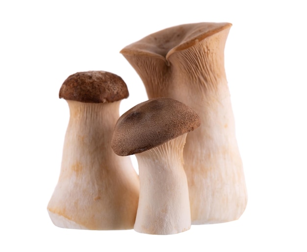 Photo king oyster mushroom isolated on white background pleurotus eryngii mushroom