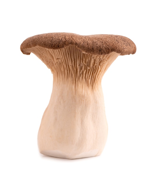 King oyster mushroom isolated on white surface