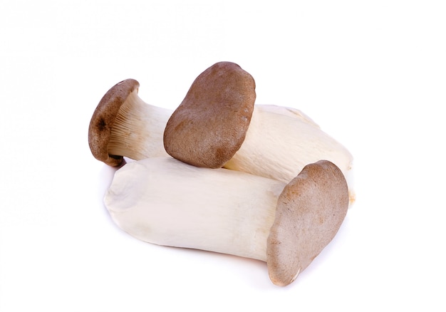 King oyster mushroom on white Background