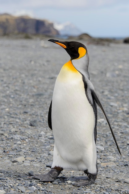 King penguin close up on South Georgia island Antarctica