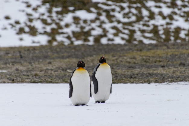 King penguins in antartica on South Georgia island