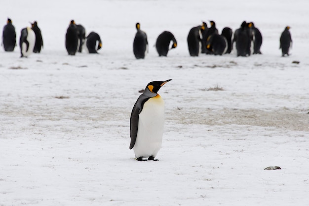 King penguins in antartica on South Georgia island