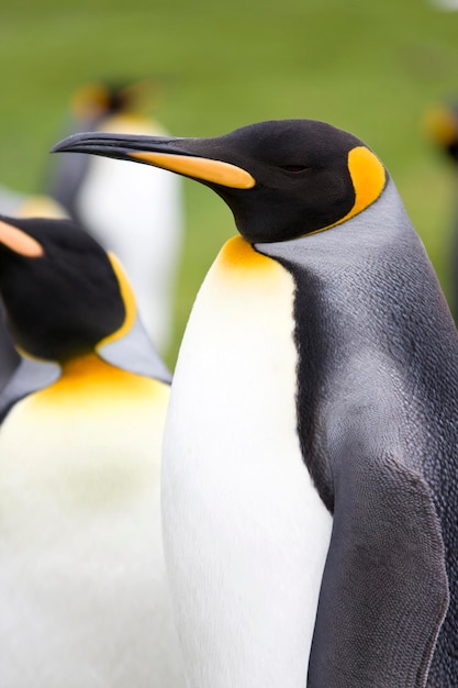 King Penguins Aptenodytes patagonicus Falkland Islands