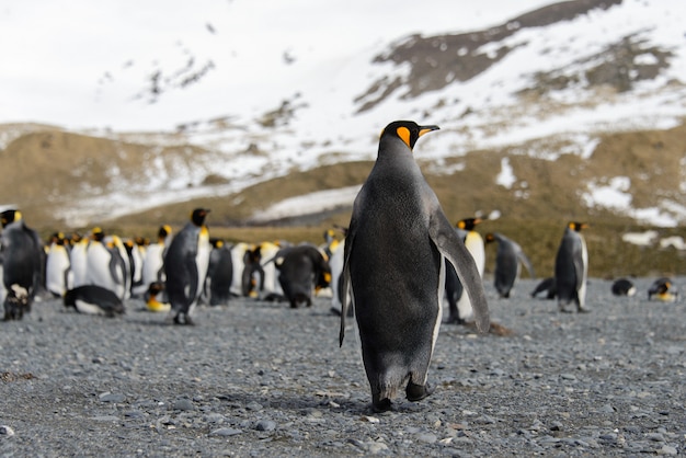 King penguins on South Georgia island