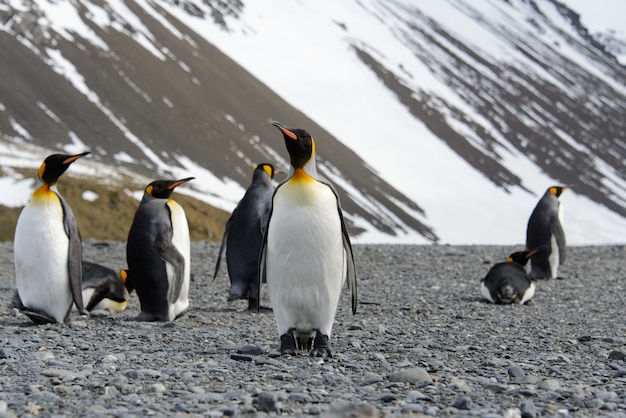 King penguins on South Georgia island