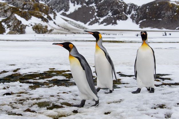 King penguins on South Georgia island