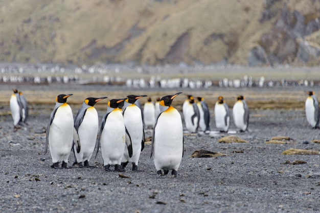 King penguins on South Georgia island