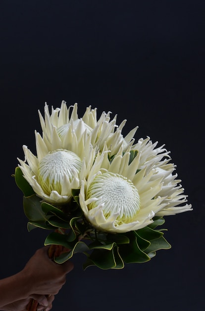 King protea flower bunch on a black isolated background. Closeup. For design. Nature.