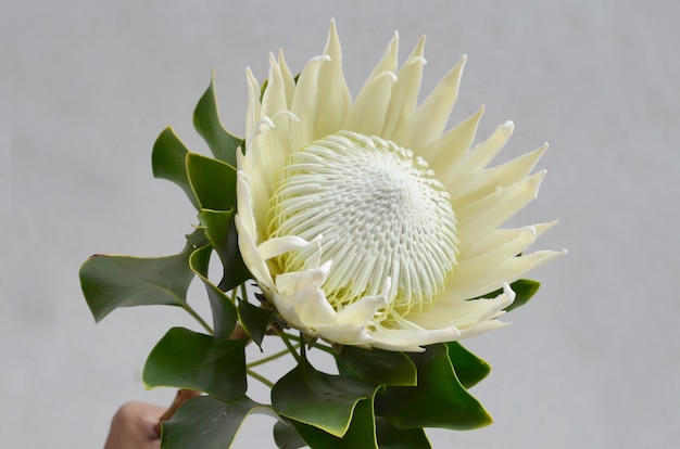 King protea flower bunch on a white isolated background. Closeup. For design. Nature.