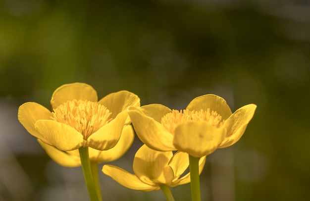 Kingcup or Marsh Marigold - Caltha palustris flowers close up