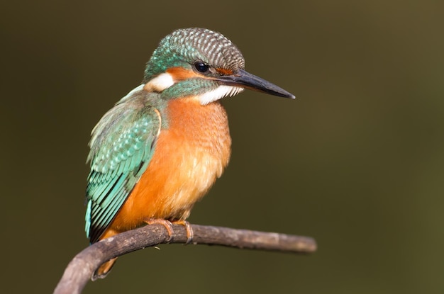 Kingfisher Alcedo A young bird sits on a branch above the river